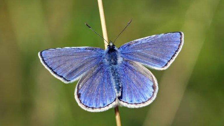 Common blue butterfly