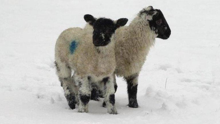 Lambs in snow