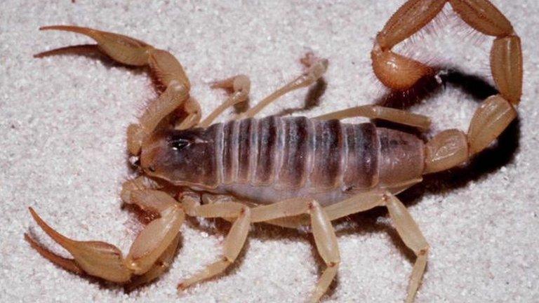 A scorpion (generic)