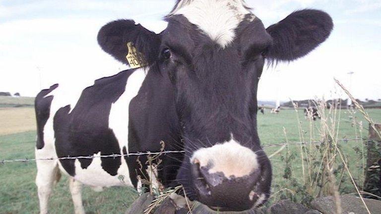 A dairy cow