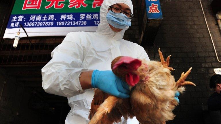 A technician from Changsha Animal Disease Prevention and Control Center tests birds in a market in Changsha, central China's Hunan province, 7 April 2013