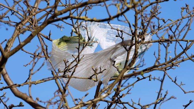 Bag in tree