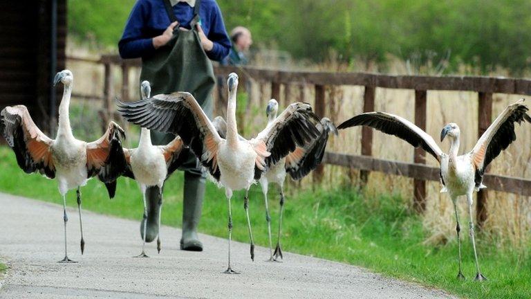 Flamingo chicks