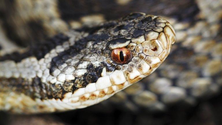 A common adder