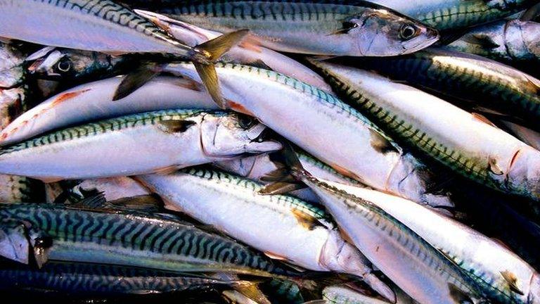 EU agrees to new fish dumping laws