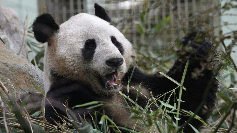 A panda at Edinburgh Zoo in Scotland, 16 April 2013