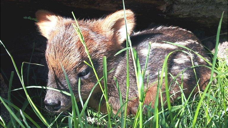 Baby pudu, the World"s smallest species of deer, born at Bristol Zoo