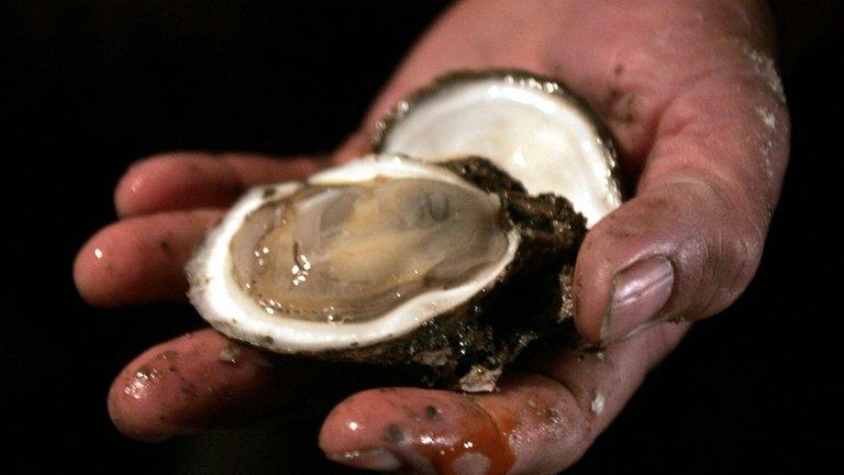 An oyster