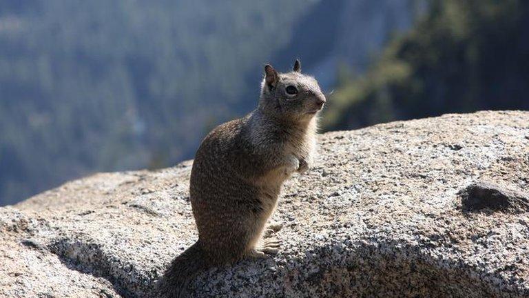 California Ground Squirrel (Otospermophilus beecheyi)