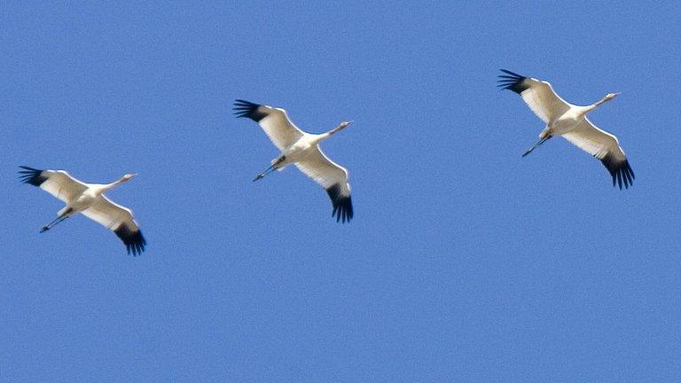 Young Siberian white cranes on part of their migration to Asia