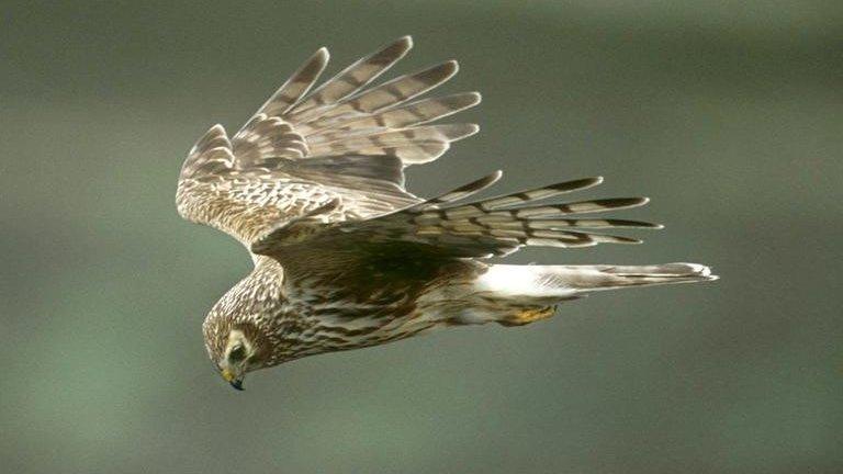 A female hen harrier in flight