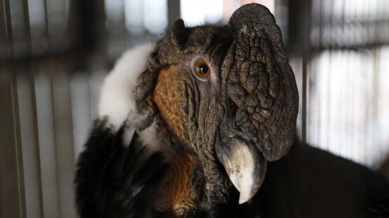 Andean condor