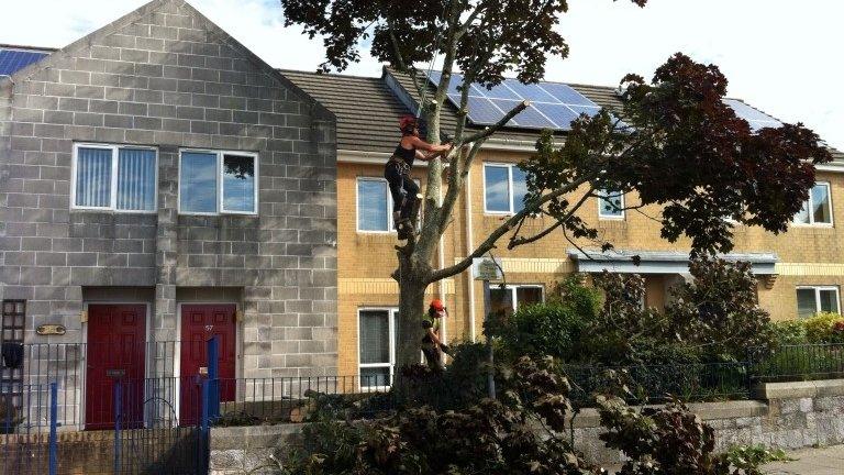 Tree felling, Greenbank, Plymouth, 23 August 2013