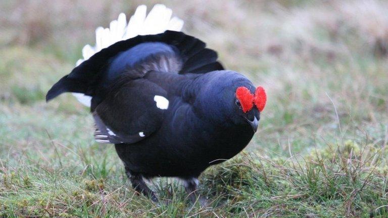 Black grouse