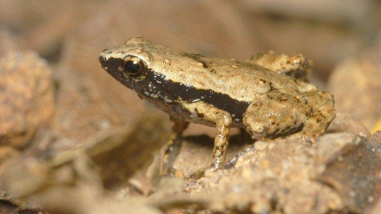 Gardiner's frog