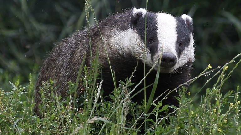 Badger walking through grass