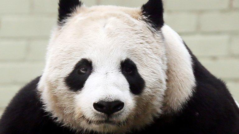 Tian Tian