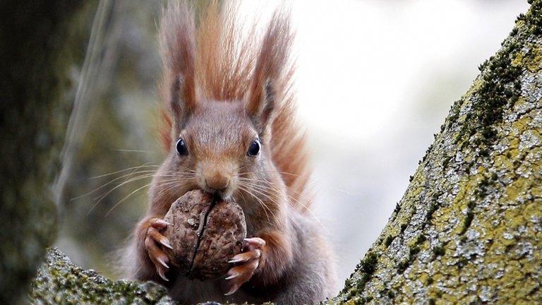 Red squirrel