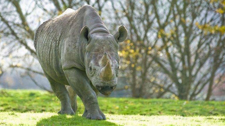 Black rhino