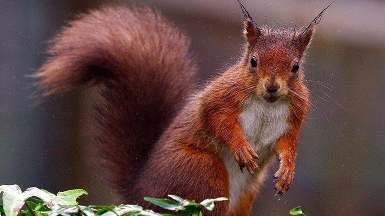 Red squirrel