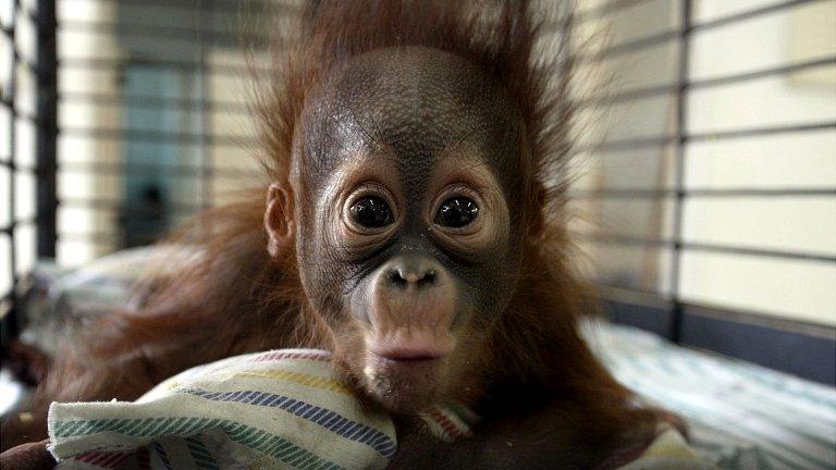 Four-month-old orangutan