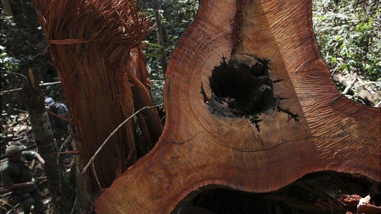 Illegally felled tree in the Amazon