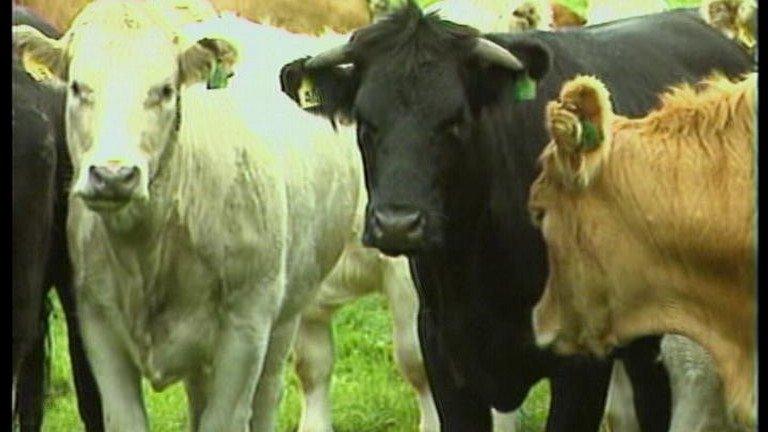 Cattle in field