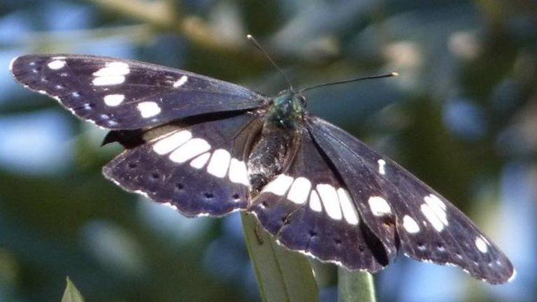 White admiral butterfly