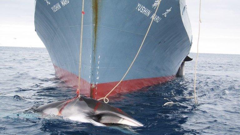 Undated photo released by the Australian Customs Service in 2008, showing a whale being dragged on board a Japanese ship after being harpooned in Antarctic waters.