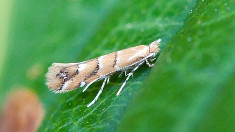 Horse chestnut leaf-miner (Image: Dave Kilbey)