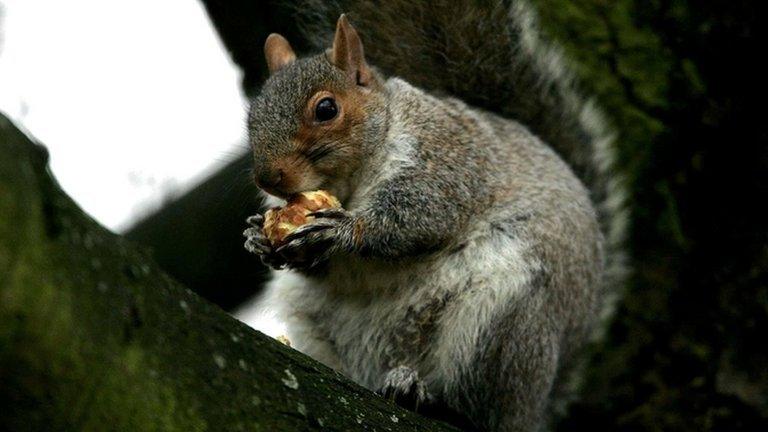 grey squirrel