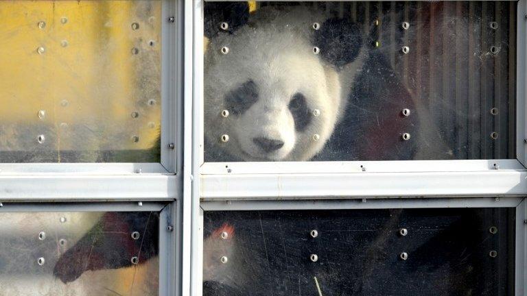 Giant panda Xing Hui arrives at Brussels airport