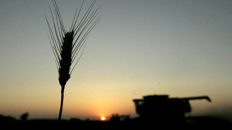 Combine-harvester working in a wheat field (Image: AP)