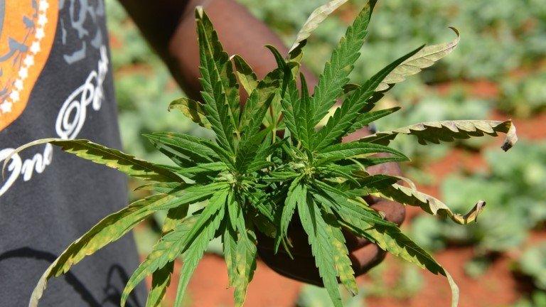 A farmer shows off a marijuana plant in Jamaica's central mountain town of Nine Mile