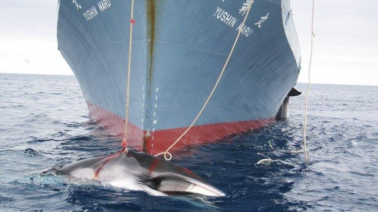 File photo: A whale (front) and another (partly seen at right) are dragged on board a Japanese ship after being harpooned in Antarctic waters, photo released 7 February 2008