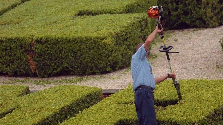 Man trimming hedges