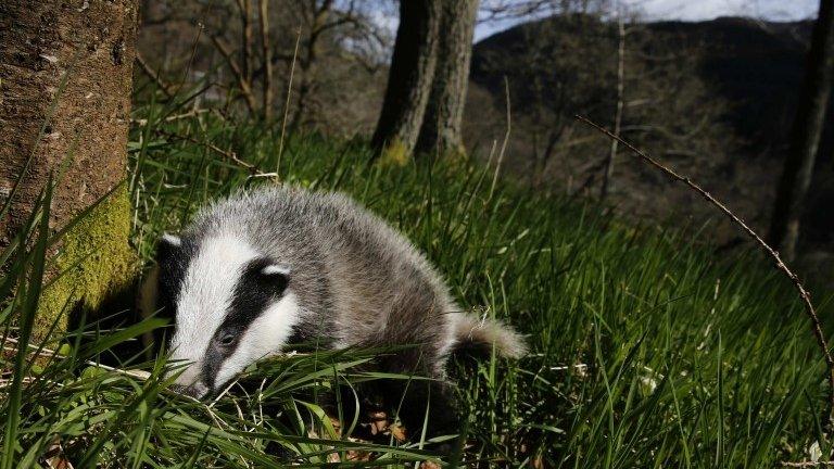 Badger going for a walk in woodland