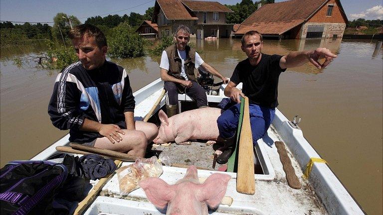 Pigs recued from floods in Vojskova, Bosnia. 19 May 2014