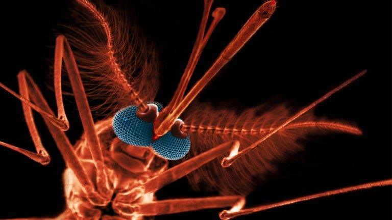 Close -up image of a male mosquito (Image: Science Photo Library)