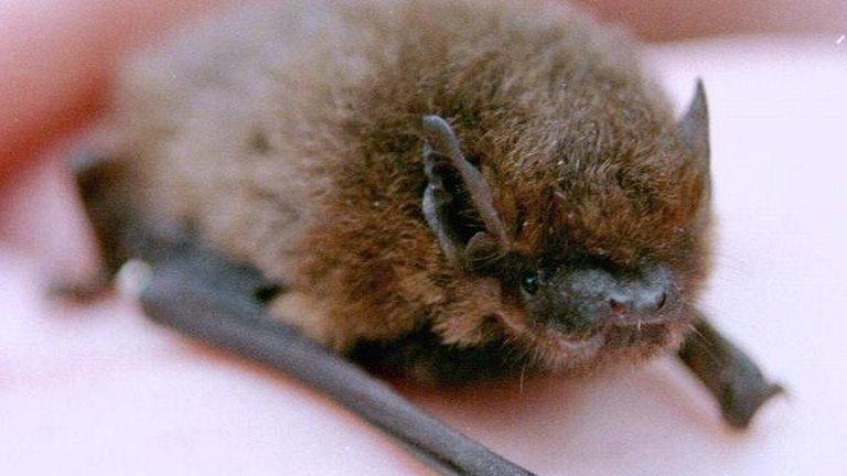 Pipistrelle bat