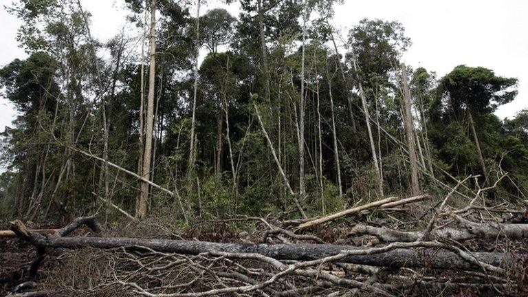 Felled forest (Getty Images)