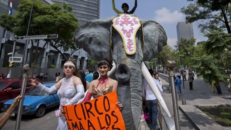 Circus employees hold a sign saying "Circus loves animals". 10/06/2014