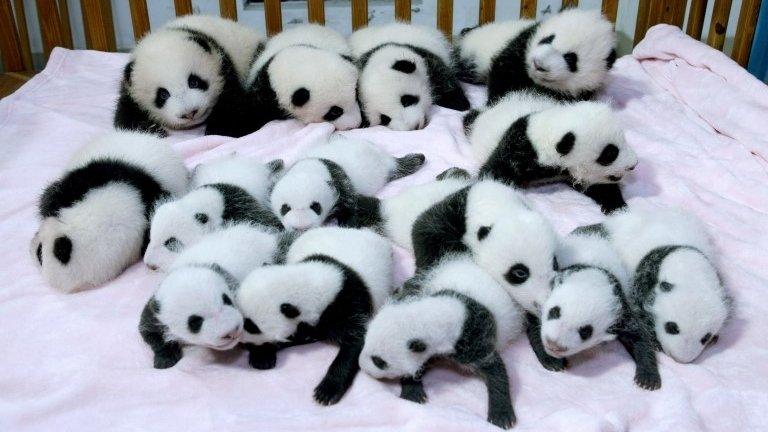 Giant panda cubs lie in a crib at Chengdu Research Base of Giant Panda Breeding in Chengdu, Sichuan province, September 23, 2013