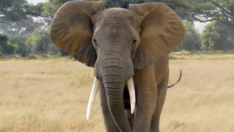 File photo: An elephant in Kenya