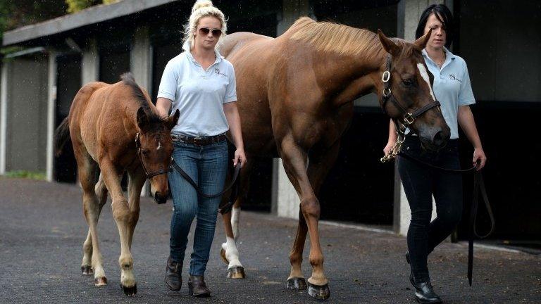 Frankel's foal with mother Crystal Gaze