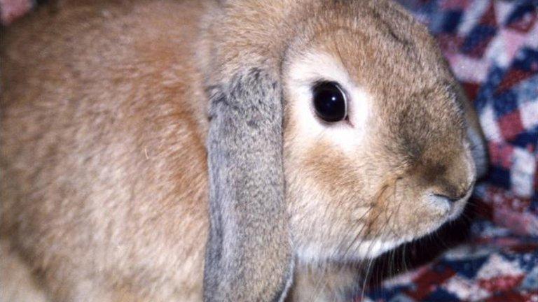 Rabbit