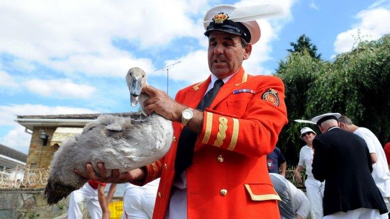 Swan Upping