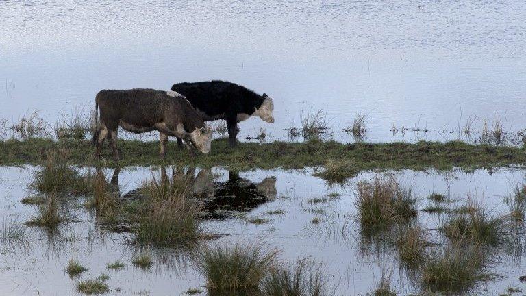 Cows near the River Parrett nr Langport