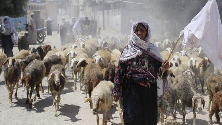 A Palestinian shepherd holding a white cloth flees her house with her herd following an Israeli ground offensive in Rafah