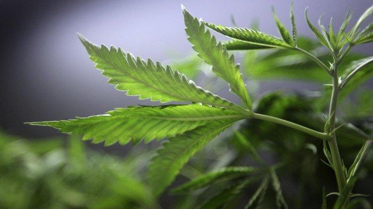 Marijuana plants for sale are displayed at the medical marijuana farmers market at the California Heritage Market in Los Angeles, California 11 July 2014